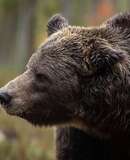 voyage photo finlande ours florian launette