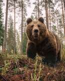 voyage photo finlande ours florian launette