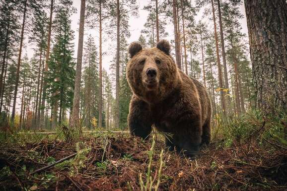 voyage photo finlande ours florian launette