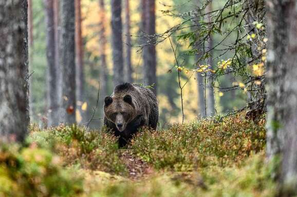 voyage photo finlande ours florian launette