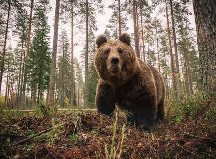 voyage photo finlande ours florian launette gen 1