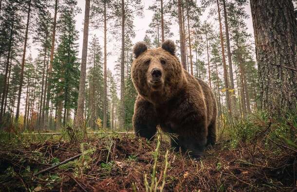 voyage photo finlande ours florian launette gen