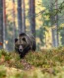 voyage photo finlande ours florian launette gen