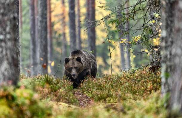 voyage photo finlande ours florian launette gen