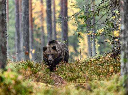voyage photo finlande ours florian launette gen 8