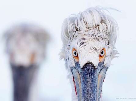 voyage photo grece as 442542186 promo 14