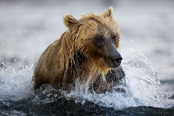 voyage photo ile vancouver 1399027508 promo