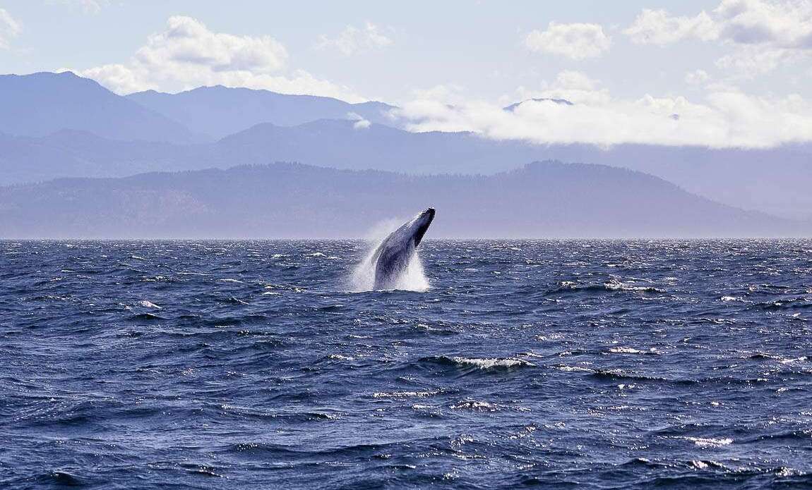 voyage photo ile vancouver 30834336337 promo 17