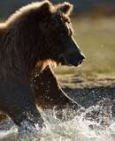 voyage photo ile vancouver 54420305147 promo 7