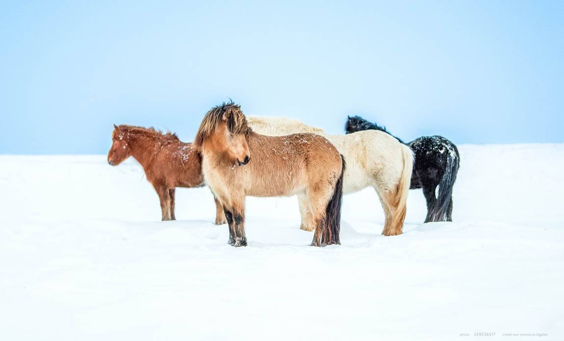 voyage photo islande nord hiver as 259236517 galerie 30