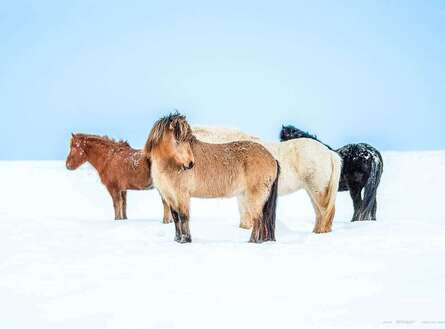 voyage photo islande nord hiver as 259236517 promo gen 10
