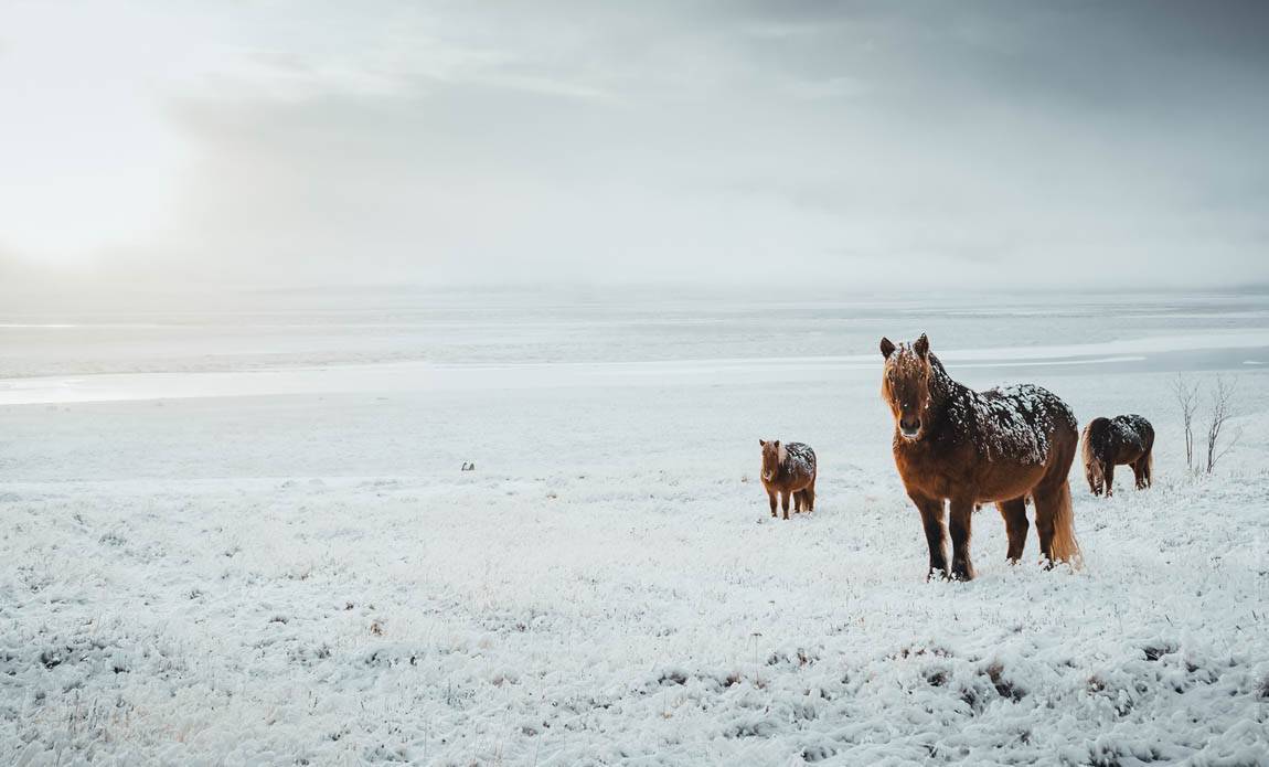 voyage photo islande nord hiver as 303917906 galerie 34