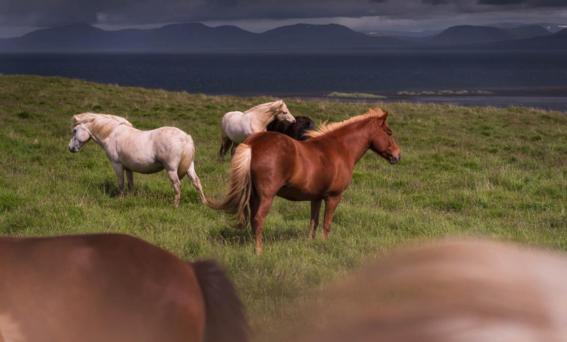 voyage photo islande snaaeffel tgal galerie 1