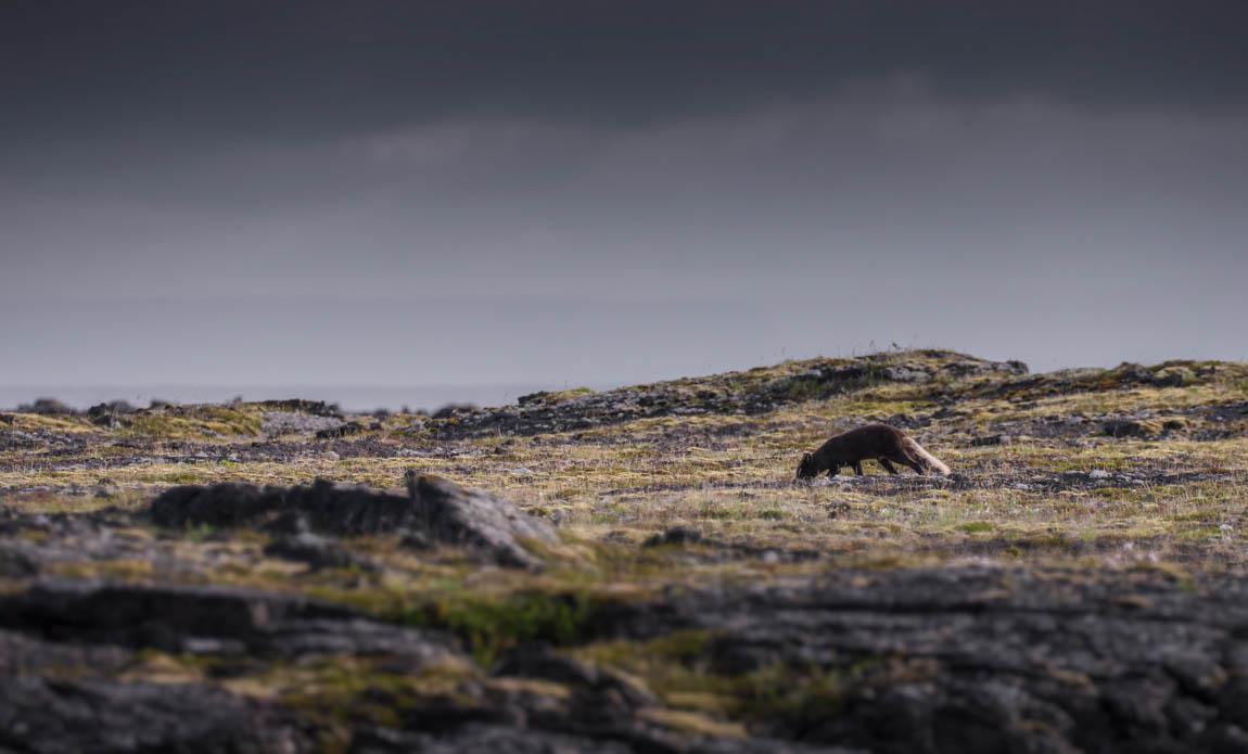 voyage photo islande snaaeffel tgal galerie 5