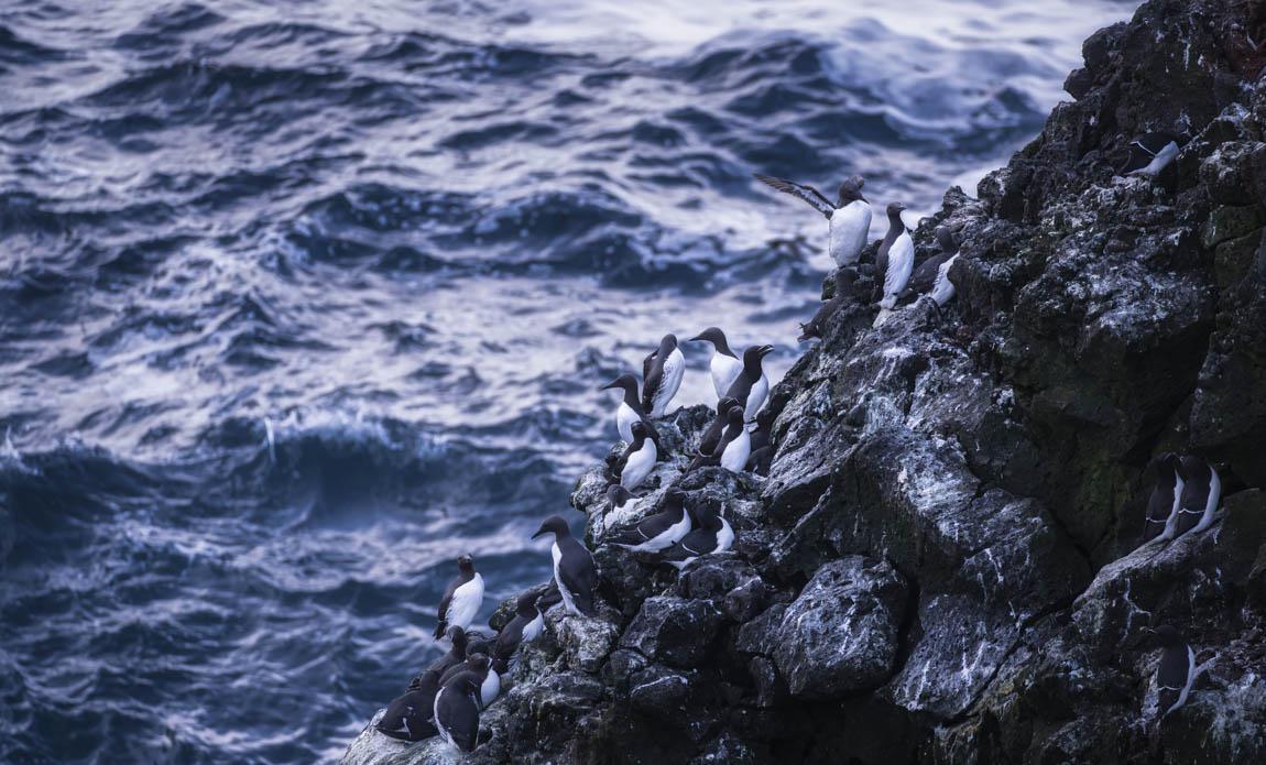 voyage photo islande snaaeffel tgal galerie 7