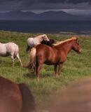 voyage photo islande snaaeffel tgal promo 1