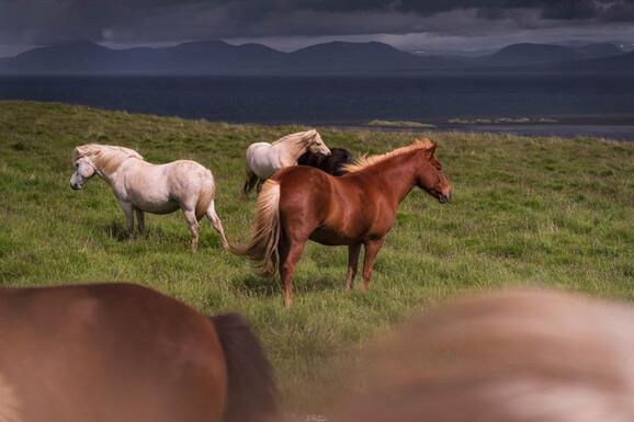 voyage photo islande snaaeffel tgal promo 1