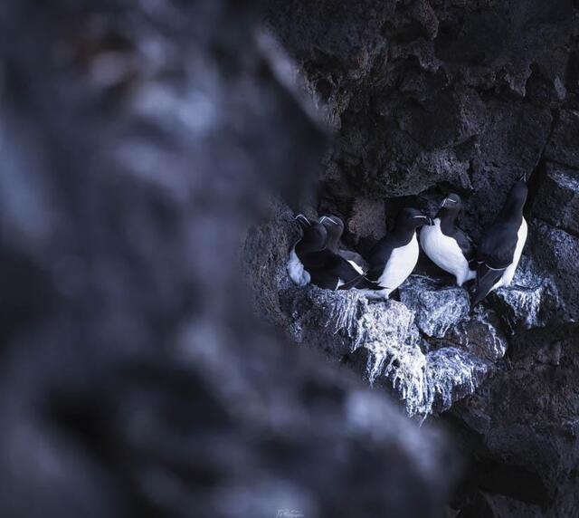 voyage photo islande snaaeffel tgal promo 6