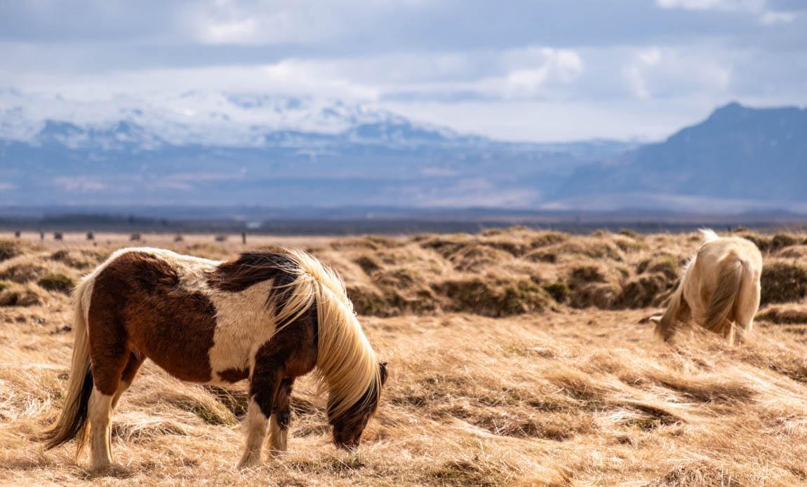 voyage photo islande sud automne axc galerie 3