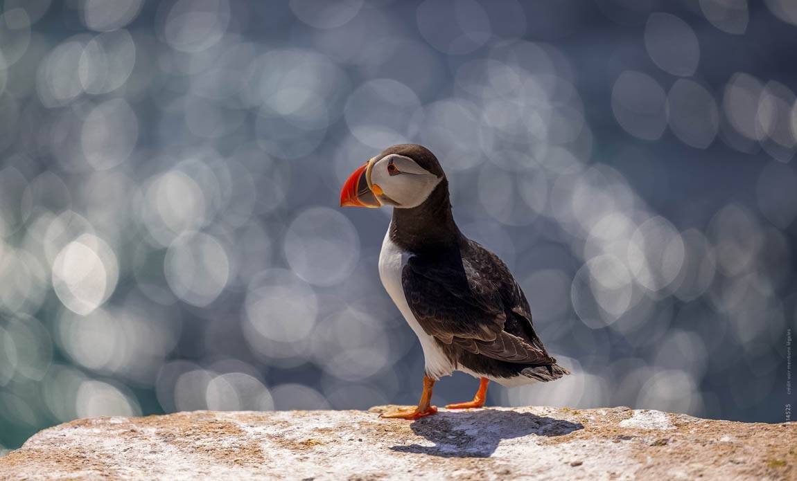 voyage photo islande westfjord as 2161814525 galerie 68