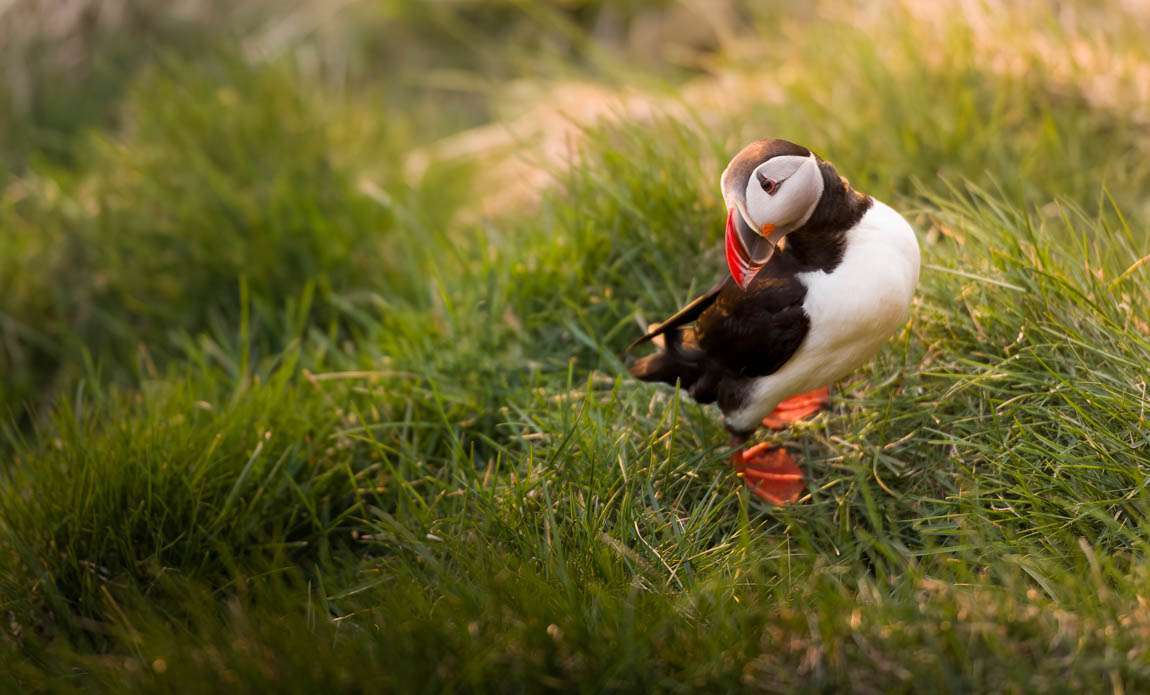 voyage photo islande westjord stanley marie galerie 13