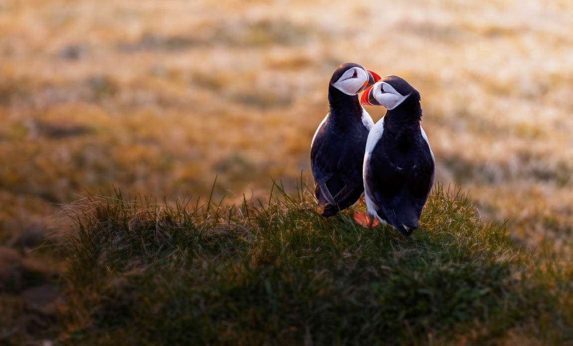 voyage photo islande westjord stanley marie galerie 4