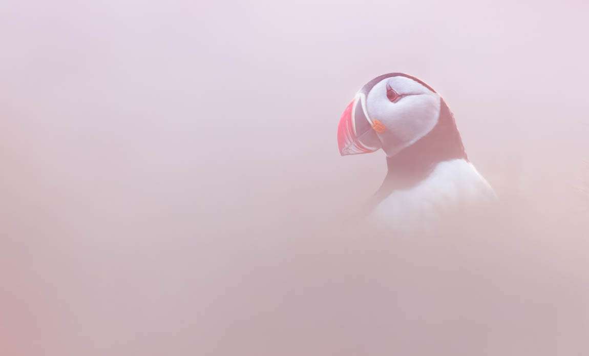 voyage photo islande westjord stanley marie galerie 7