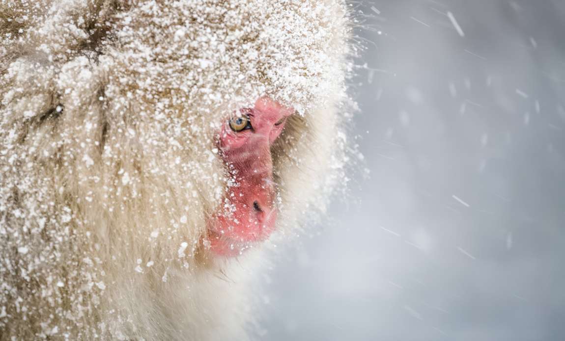 voyage photo japon hiver adobestock 1114039298 galerie 68