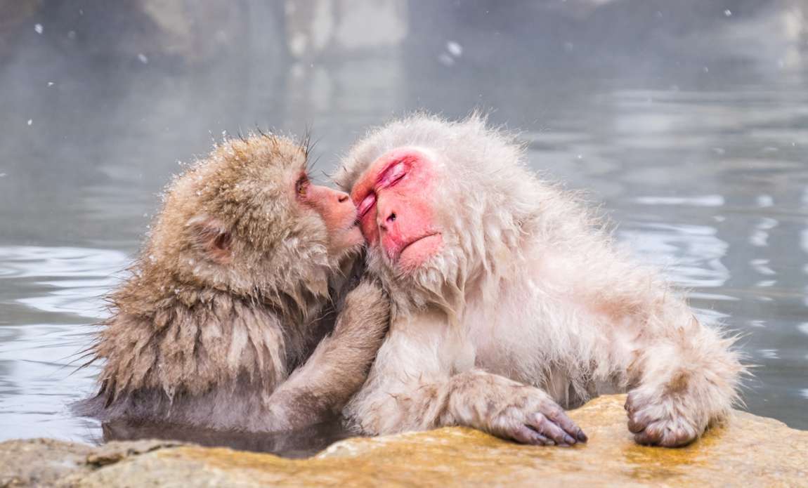 voyage photo japon hiver adobestock 117016098 galerie 5