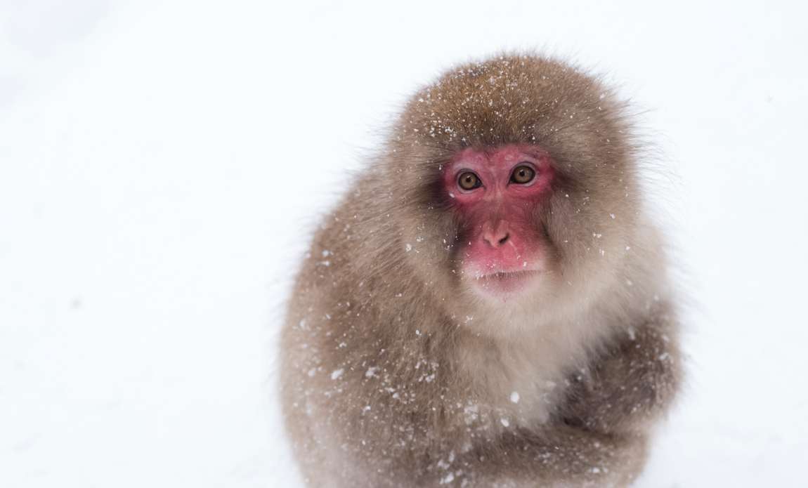 voyage photo japon hiver adobestock 172729596 galerie 19