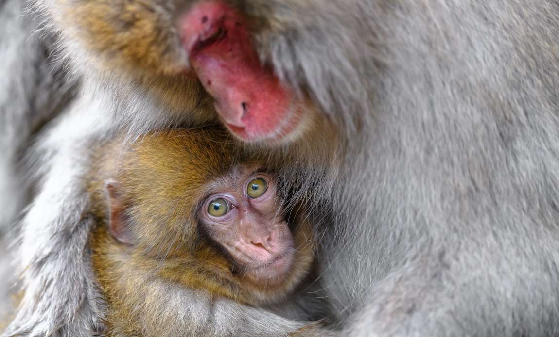 voyage photo japon hiver adobestock 322005047 galerie 43