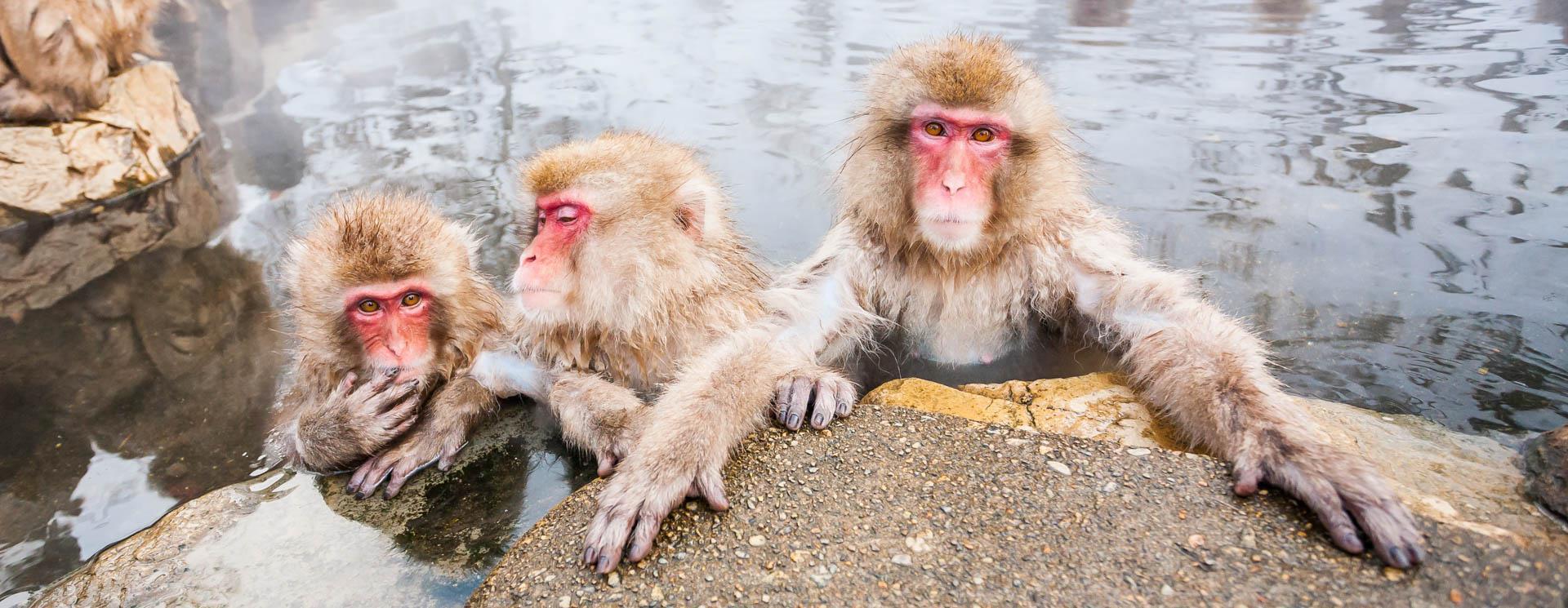 Voyage photo Japon