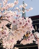voyage photo japon printemps edouard salmon promo
