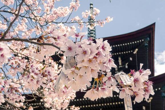 voyage photo japon printemps edouard salmon promo