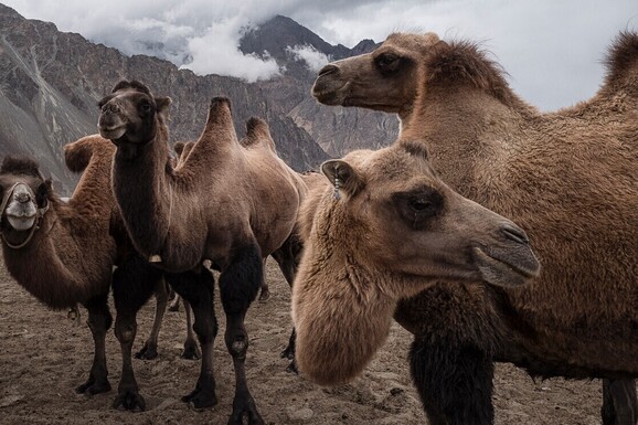 voyage photo ladakh