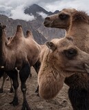 voyage photo ladakh regis