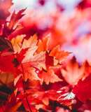 voyage photo laponie