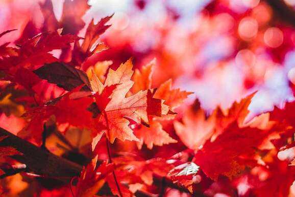 voyage photo laponie ruska