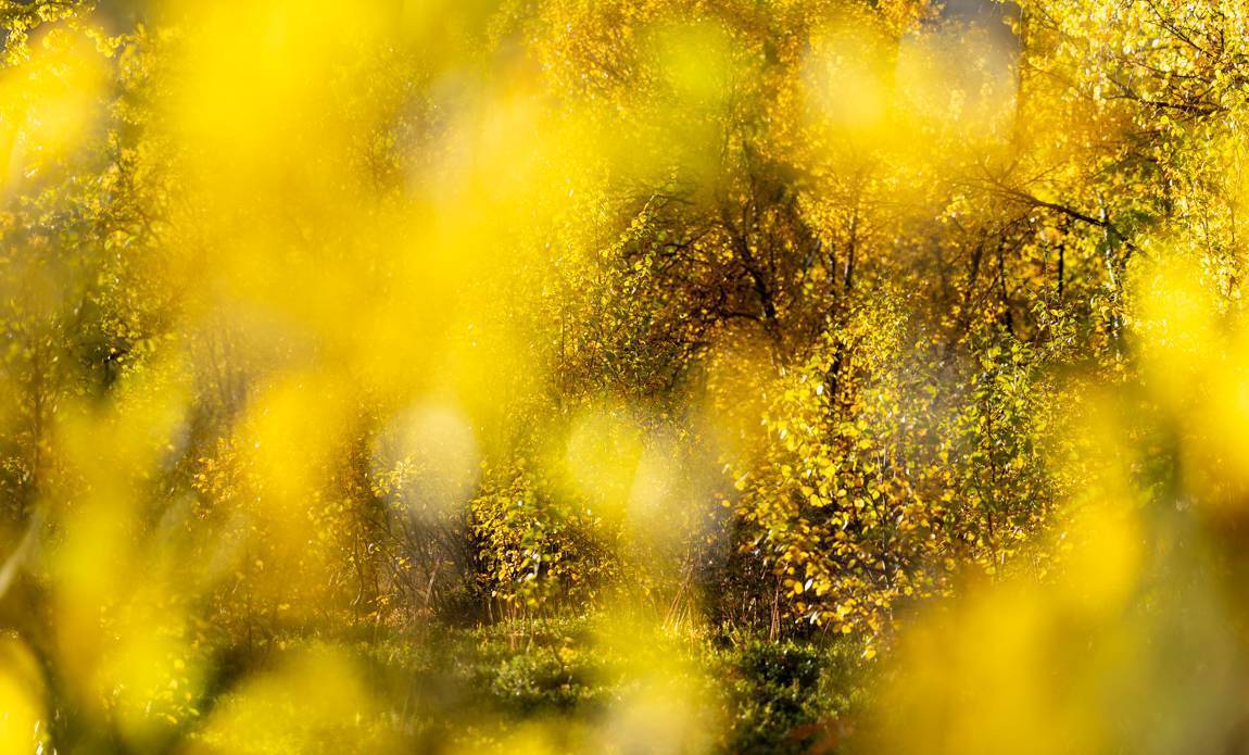 voyage photo laponie ruska vincent frances galerie 12