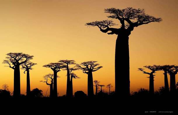 voyage photo madagascar as 113549137 promo