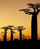 voyage photo madagascar as 113549137 promo gen