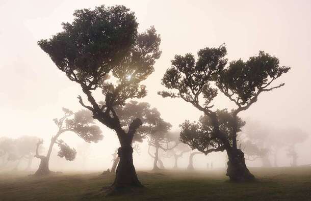 voyage photo madere thomas gallopin promo