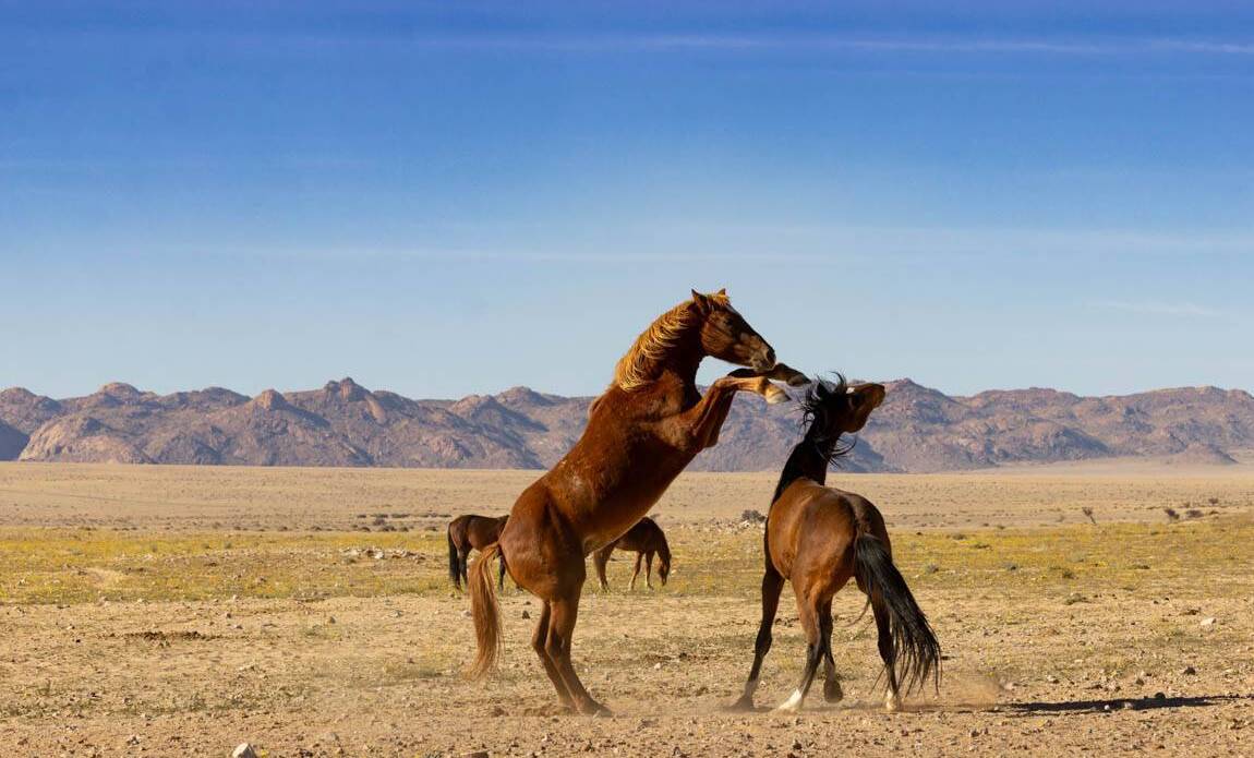 voyage photo namibie sud olga bargan 11