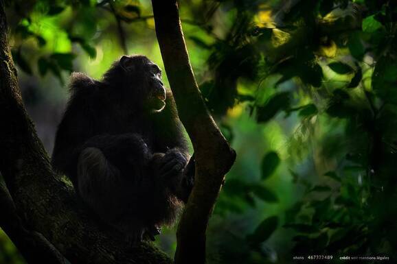 voyage photo ouganda as 467322489