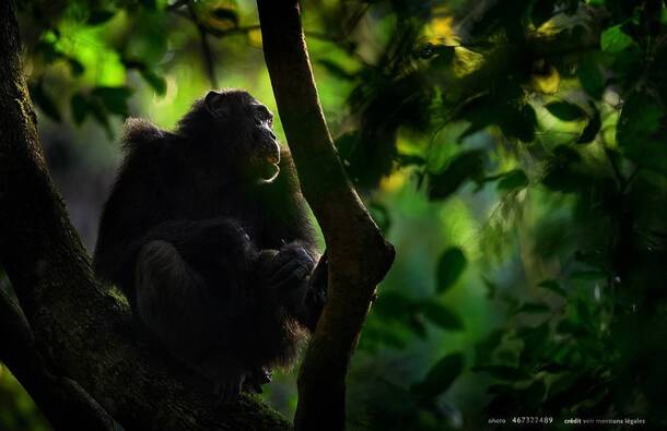 voyage photo ouganda as 467322489 promo