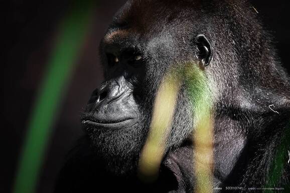 voyage photo ouganda as 503110741