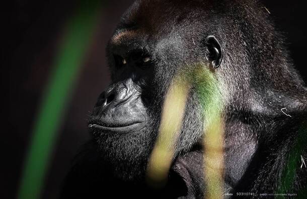 voyage photo ouganda as 503110741 promo