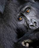 voyage photo ouganda as 511895407