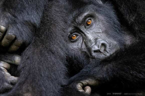 voyage photo ouganda as 511895407