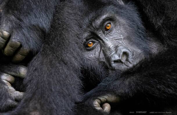 voyage photo ouganda as 511895407 promo